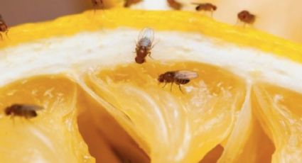 ¿Cómo eliminar moscas de la fruta? 5 trucos infalibles para deshacerte de estos insectos