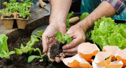 Así puedes nutrir tu huerto con cáscara de huevo