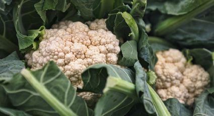 Simple y económico: cómo cultivar coliflor en tu hogar