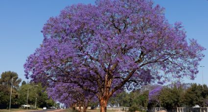 Descubre el árbol ornamental perfecto para jardines de tamaño medio y pequeño