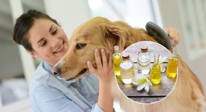 Estos son los 3 remedios caseros perfectos para proteger la piel de tu mascota