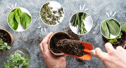 Paso a paso, crea un jardín de plantas aromáticas en tu hogar