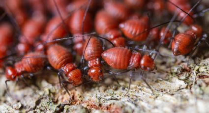 El alimento clave para eliminar las termitas de la madera