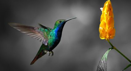 3 plantas perfectas para atraer colibríes a tu jardín