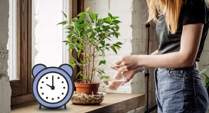 Descubre cuál es la hora perfecta para regar las plantas