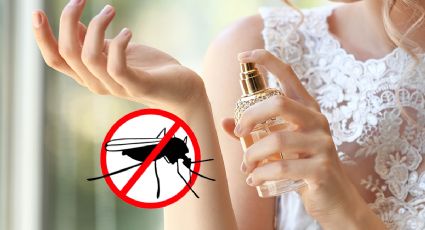 El popular perfume perfecto para ahuyentar los mosquitos