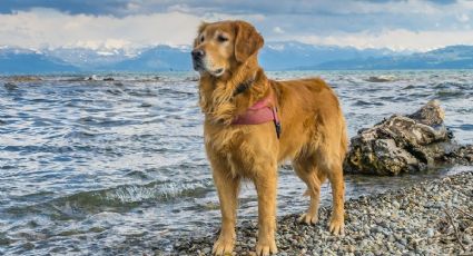 Descubre las 5 razas de perros que aman la playa