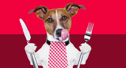 10 claves para evitar que tu perro te pida comida mientras estás en la mesa