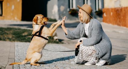 Estas son las 5 razas de perros más inteligentes del mundo