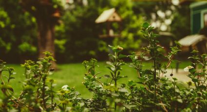 Así puedes eliminar las plagas de tu jardín con sólo 1 ingrediente