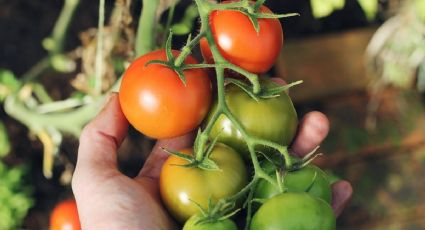 Simple y económico: cómo cultivar tomate en casa