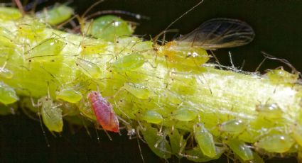 Infalible: elimina los pulgones de tus plantas con este superalimento