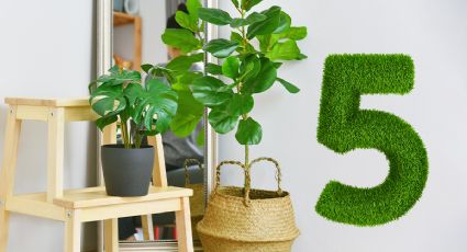 Descubre 5 plantas artificiales perfectas para decorar la casa