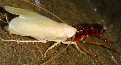 Esto es lo que debes hacer si encuentras una cucaracha blanca en tu casa