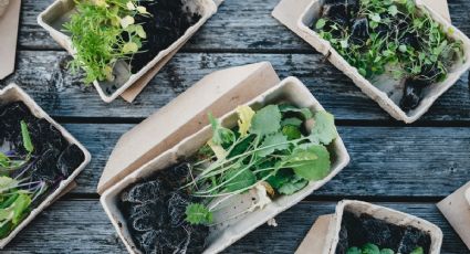 La legumbre clave para preparar un fertilizante para plantas