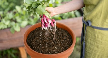 Económico y simple: cómo cultivar rabanito en una maceta