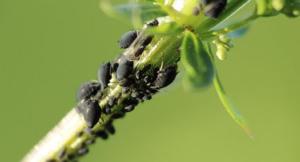 Descubre los dos alimentos perfectos para combatir los pulgones de tus plantas