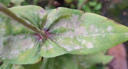 La bebida clave para eliminar los hongos de las plantas del jardín