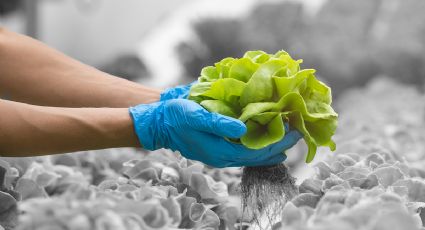 Cómo desinfectar la lechuga en 4 pasos y con 2 ingredientes