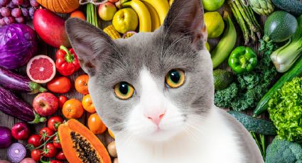 Estas son las frutas y verduras que pueden comer los gatos y sus beneficios