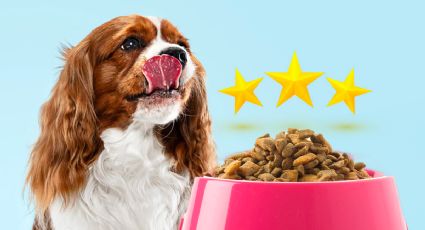 Descubre cuáles son las 3 mejores marcas de croquetas para perros