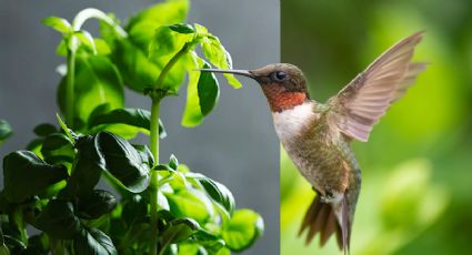 Una a una: las hierbas perfectas para atraer a los colibríes a tu jardín