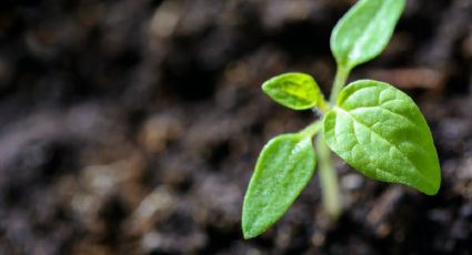 3 verduras ideales para comenzar a cultivar en tu huerto (durante agosto)