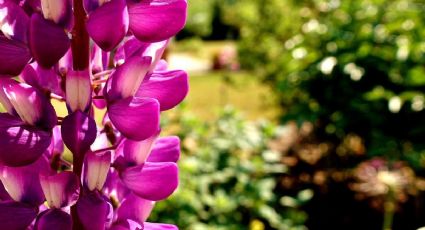 Descubre la flor boca de dragón, perfecta para embellecer tu jardín o balcón