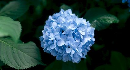 Así puedes cambiar el color de las flores de tus hortensias (de forma sencilla)