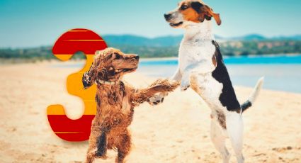 Estas son las 3 mejores playas de España para ir con perros