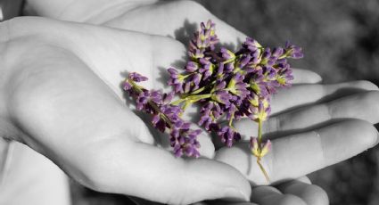 Cómo extraer las semillas de una planta de lavanda (en 2 pasos)