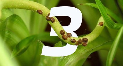 Los 2 trucos sencillos para combatir la cochinilla escudo de tus plantas