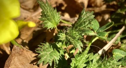 Prepara un insecticida casero infalible con esta planta venenosa