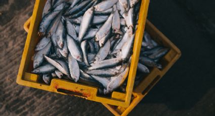 Estos son los 4 pescados que no deben comer los menores de 10 años