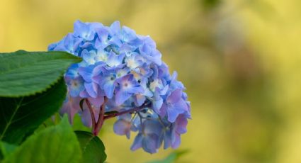 Las 2 razones por las que tus hortensias dan hojas, pero no flores