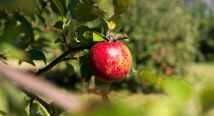 El fungicida natural ideal para eliminar los hongos de tus árboles frutales