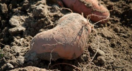 El truco infalible para plantar batatas y que salgan grandes y jugosas