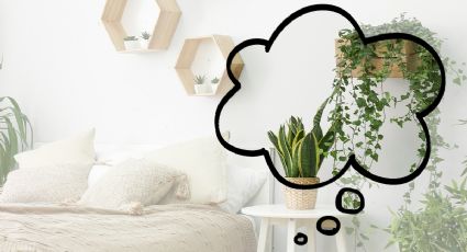 Grábatelas: 2 plantas colgantes que debes tener en la cabecera de tu cama ideales para decorar tu cuarto