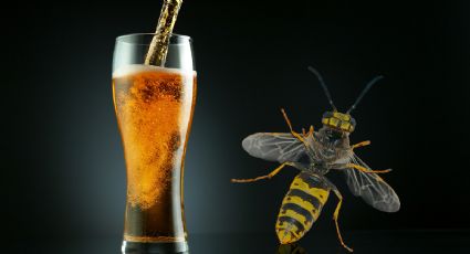 Cómo eliminar las avispas de tu hogar usando cerveza