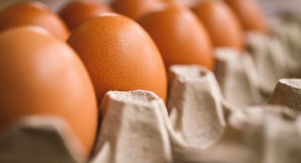 Descubre cuál es la diferencia entre huevos camperos y huevos ecológicos