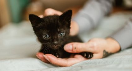 Toma aire antes de conocer las 3 razones para adoptar un gato negro