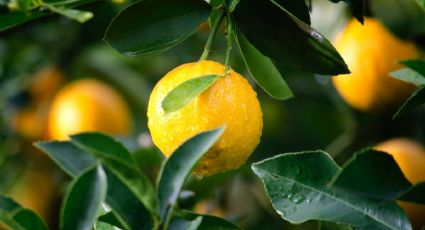 El truco clave para sacar limones más grandes y jugosos del limonero