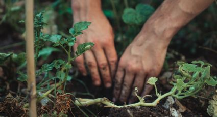 Los vegetales ideales para plantar en tu huerto en septiembre