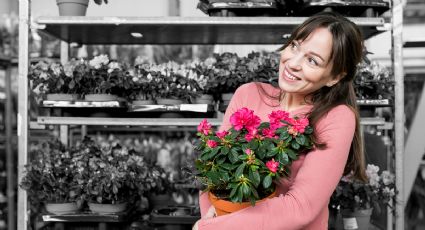 Abono casero: ¿Cómo usar el limón para alargar la vida de las flores cortadas?