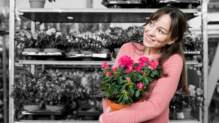 Abono casero: ¿Cómo usar el limón para alargar la vida de las flores cortadas?