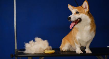 Estas son las razas de perros que jamás debes cortarle el pelo