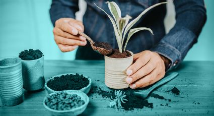 Cómo preparar abono casero para que las plantas de interior crezcan en menos tiempo, con 2 ingredientes de cocina