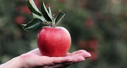 Cuáles son los árboles frutales que menos tiempo necesitan para sembrar