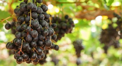 Cómo desinfectar las uvas en 10 minutos de manera infalible y sencilla