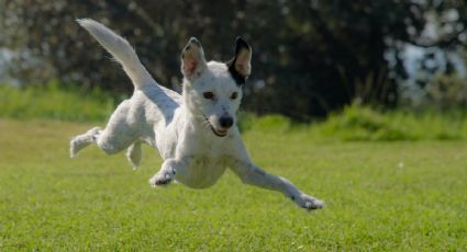 Las 8 razas de perro más rebeldes (y desobedientes)